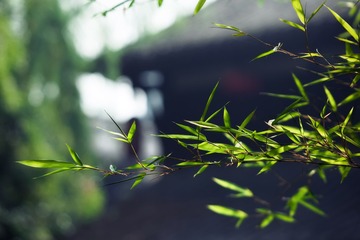 IMG_2369ok
