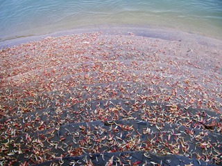 《落花流水》