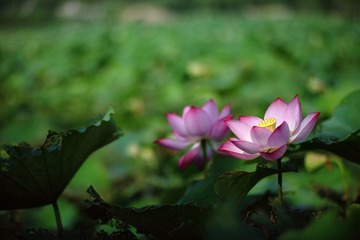 flower029