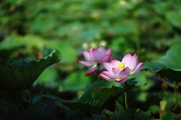 flower030