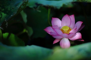 flower031
