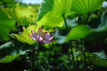 flower033