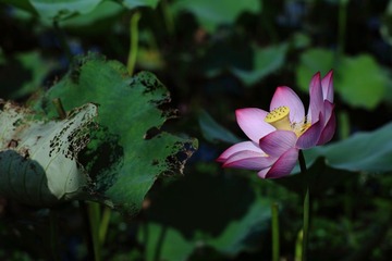 flower048
