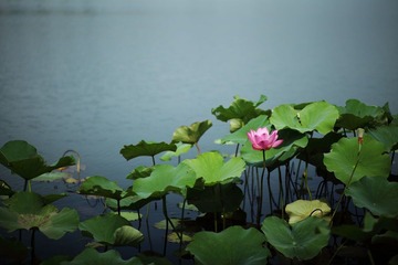 flower070