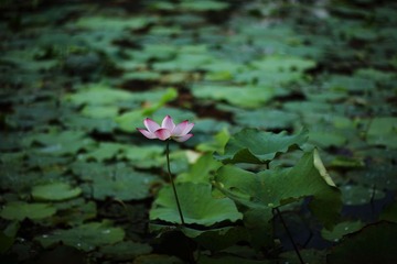 flower073