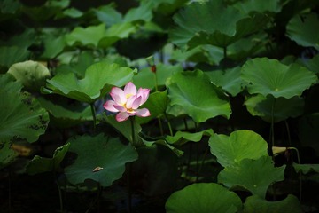 flower074