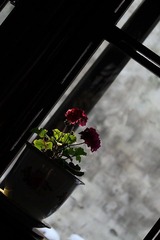naimei_038