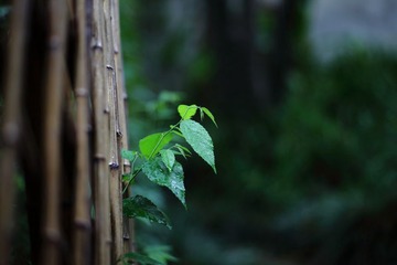 a32