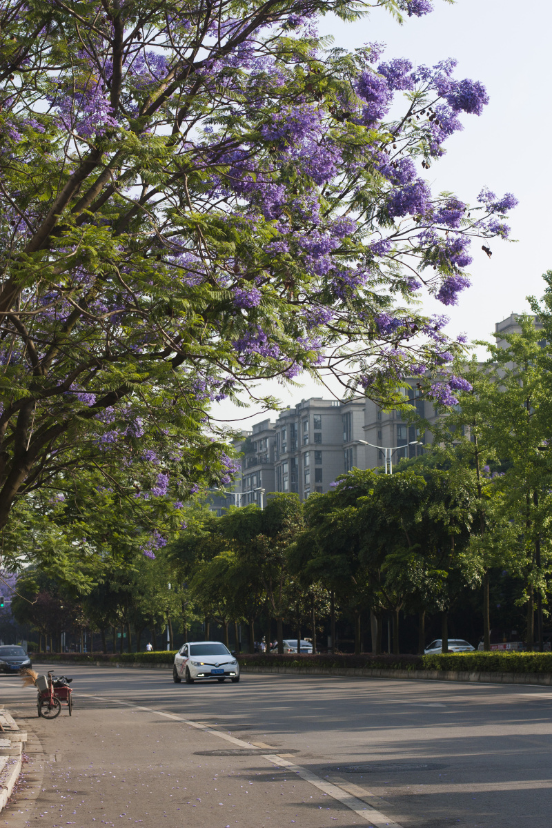 成都簇桥智谷大道,超美的蓝花楹盛开啦! - 摄影师jimiho - 图虫