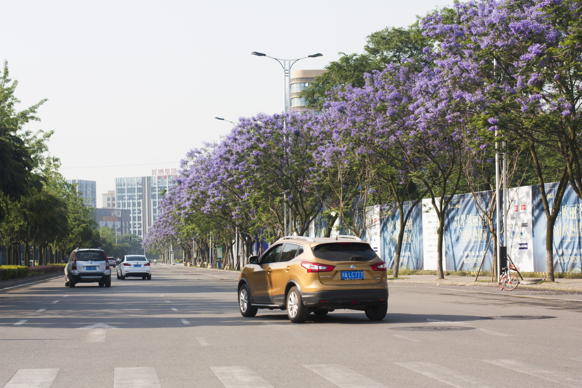 成都簇桥智谷大道,超美的蓝花楹盛开啦! - 摄影师jimiho - 图虫
