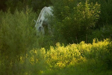 CRW_4564
