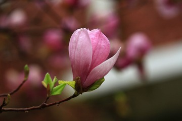 复件 IMG_0017