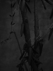 SDC18604