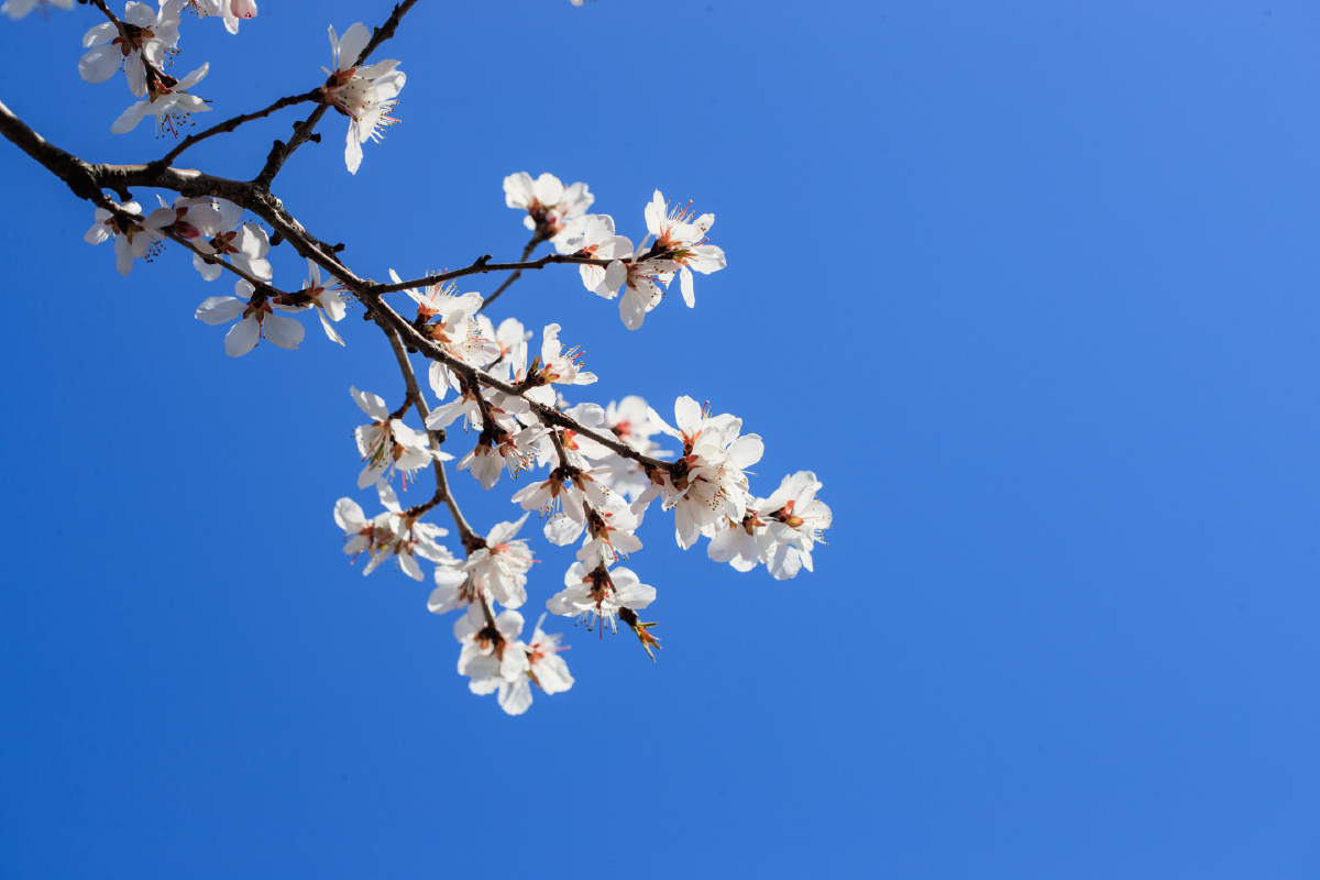 蓝天背景山桃花