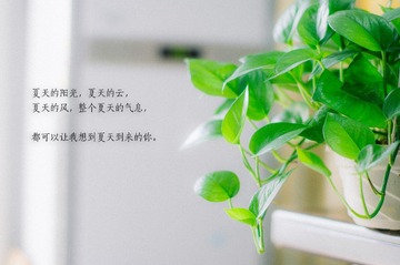 LOVE0493