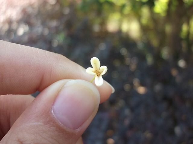 人都应该有梦，
