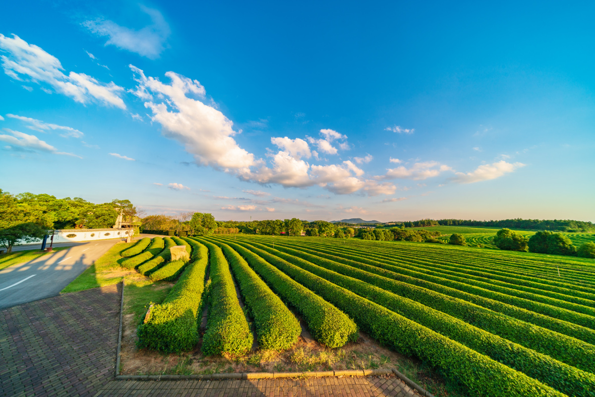 南昌凤凰沟茶海风光