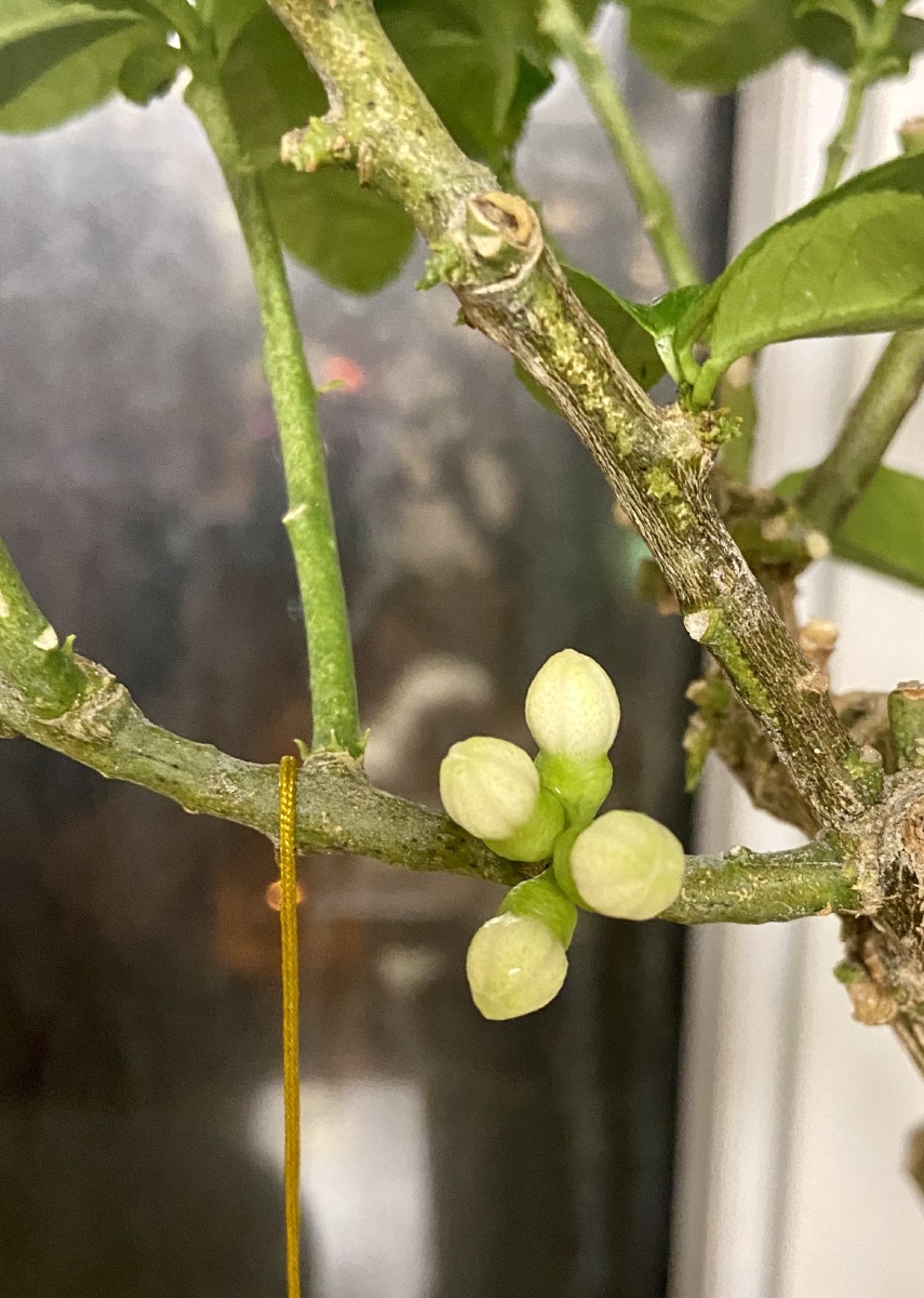 佛手柑开花98香气盈盈 - 最爱的俩小宝贝 - 图虫