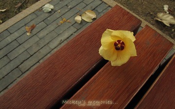 落花