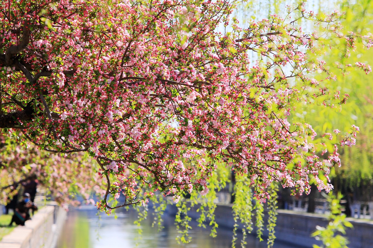 京城:元大都遗址公园海棠花--惊艳怒放 - dyz大燕子 - 图虫