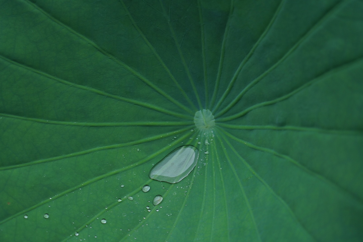 荷叶水滴
