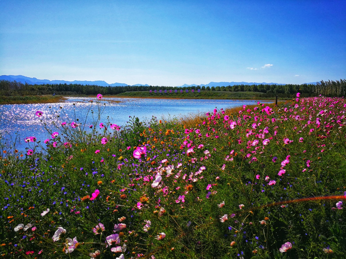 官厅湿地公园花海风车让人陶醉,官厅湖畔夕阳美