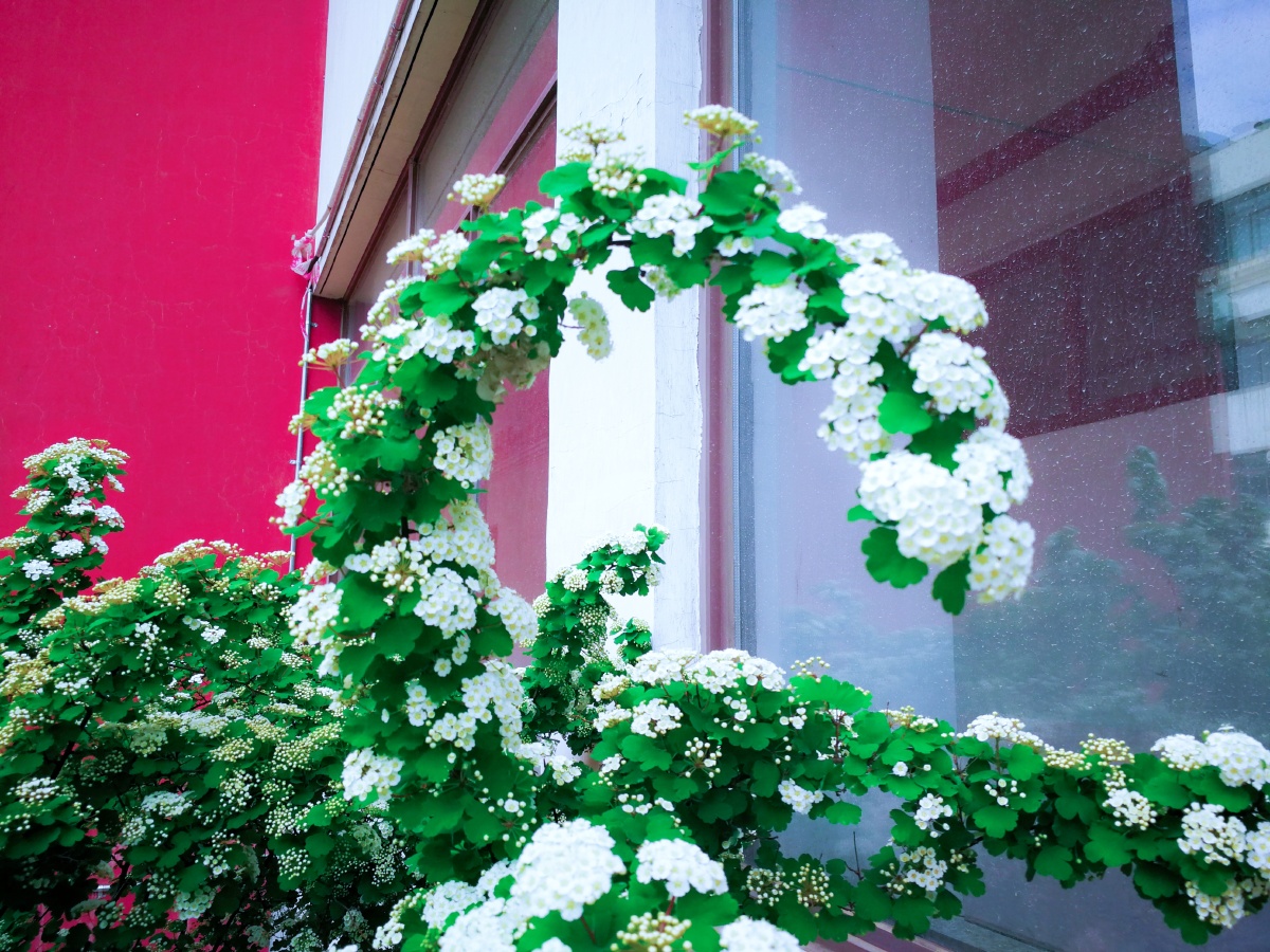 绣线菊在校园的一角发现这个开着白色花的树丛不知道名字于是用形色识