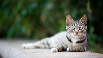 乖猫=^_^=