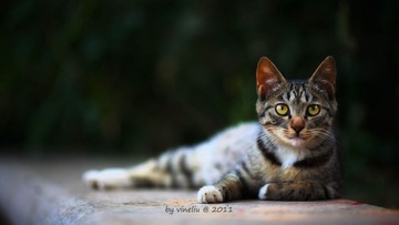 IMG_9699低调