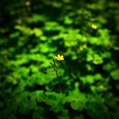 一抹阳光