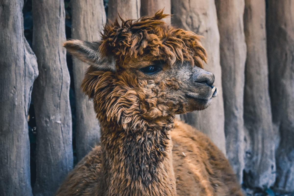 上海野生动物园一日游羊驼越看越帅啊