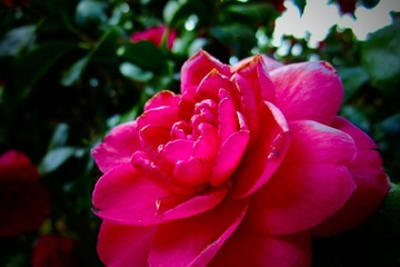 花花
