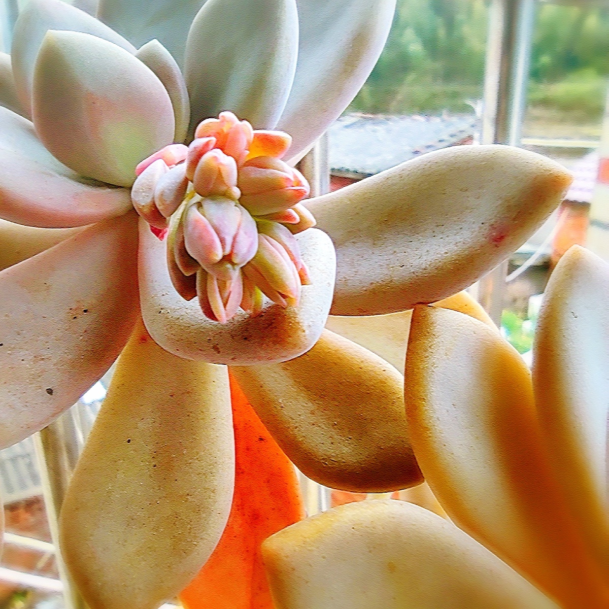 多肉紫乐开花手机拍