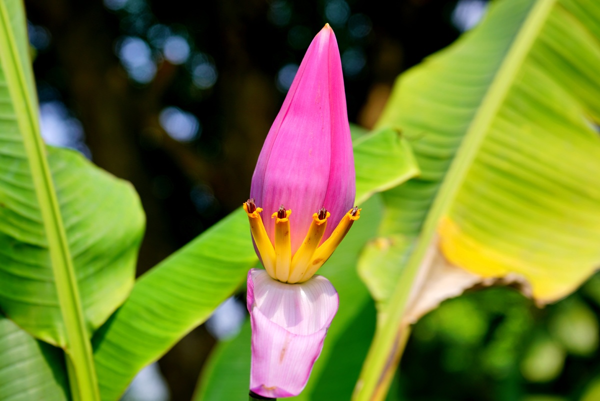 香蕉开花