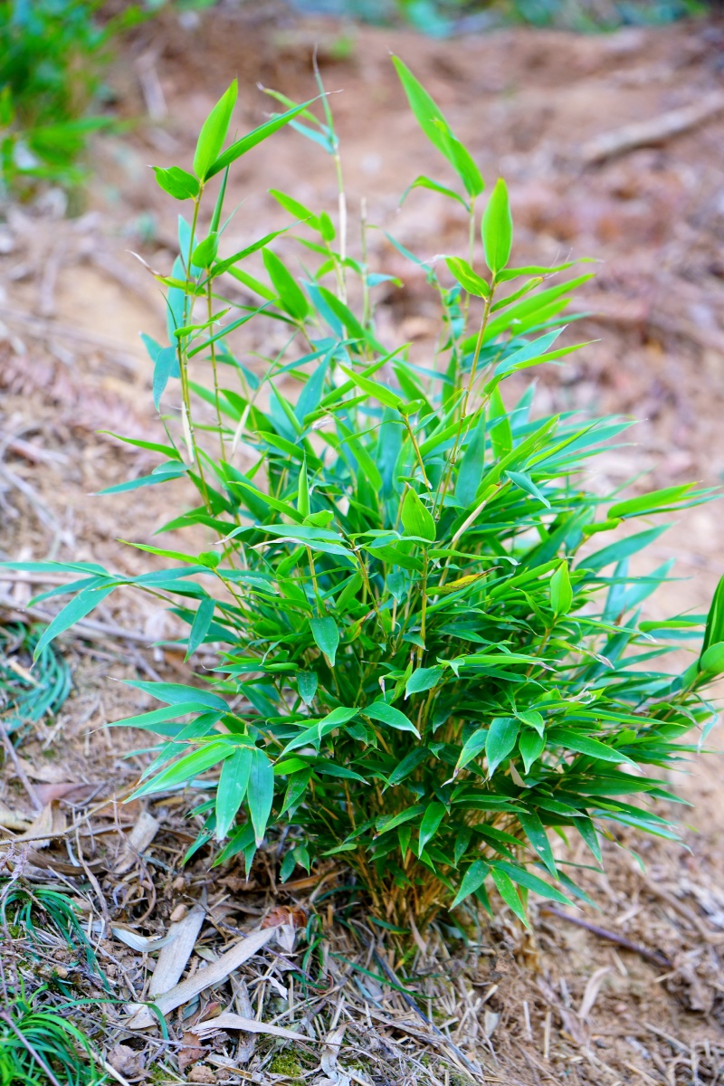 这是苗竹根长出来的一束小竹
