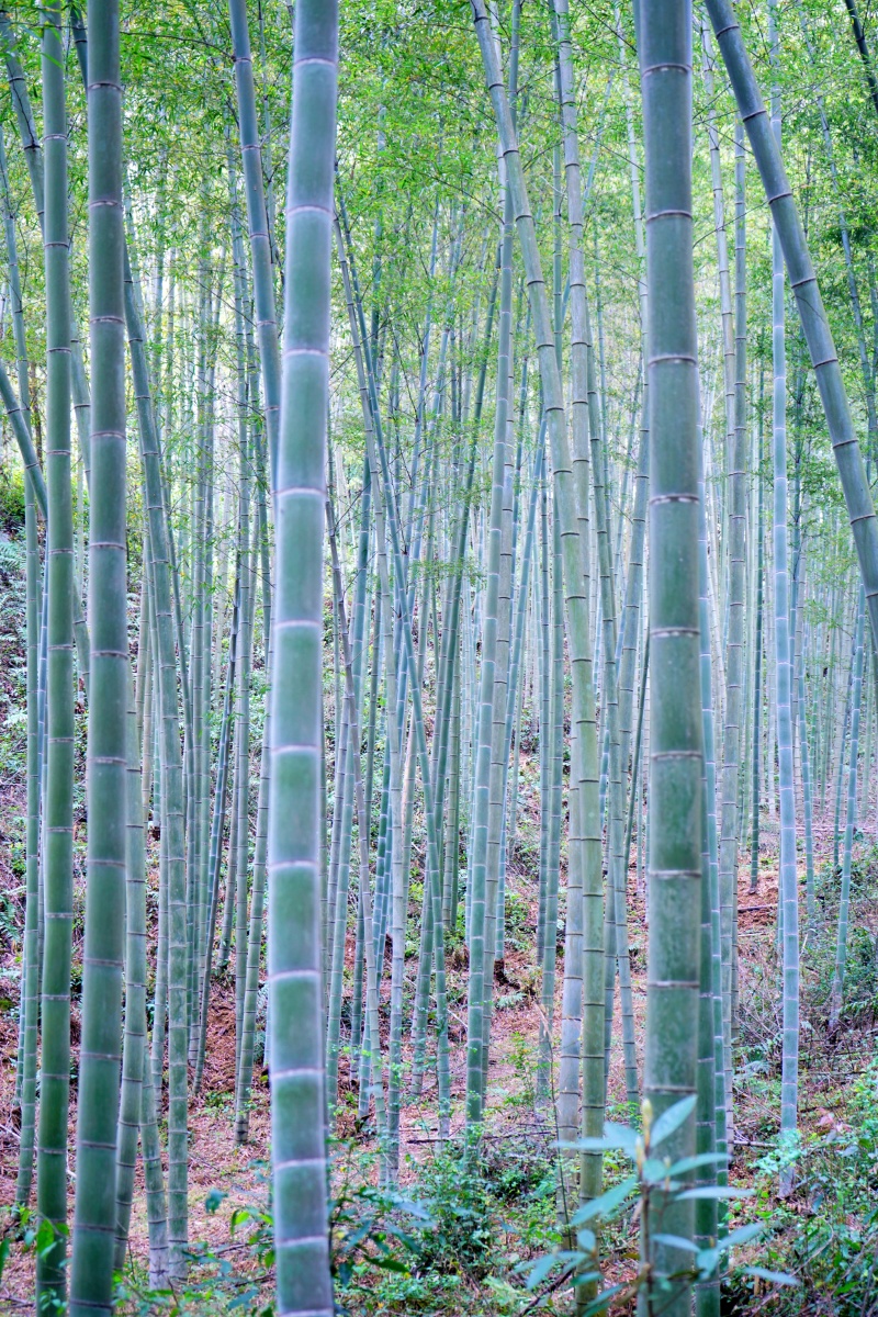 竹61毛竹61竹林61竹海位于南雄江头镇