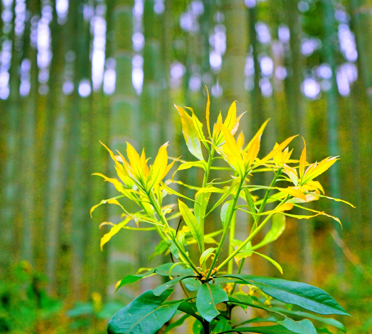 春回大地万物复苏春芽