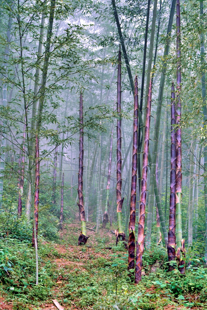 迷雾中的竹林竹笋