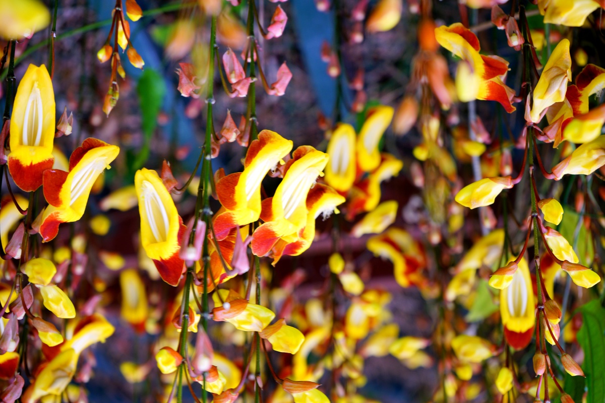 跳舞女郎,爵床科邓伯花属常绿藤本观花植物.