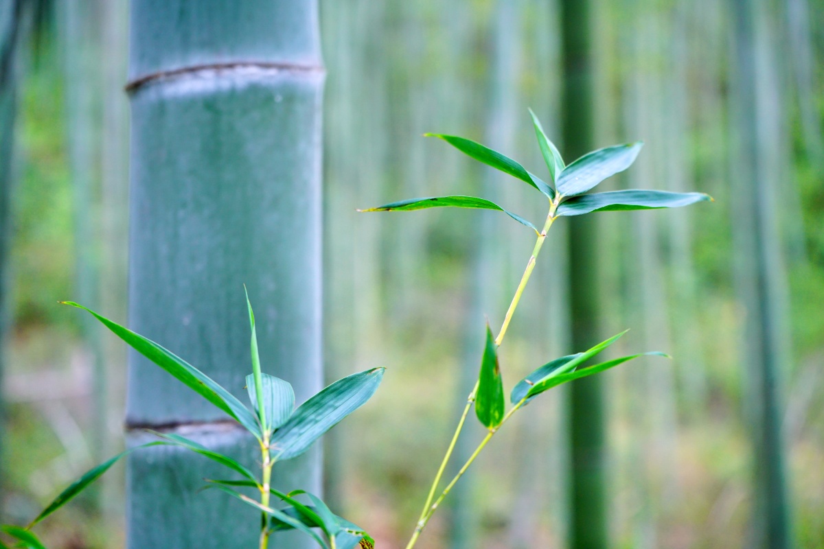 竹61毛竹61竹林61竹海位于南雄江头镇