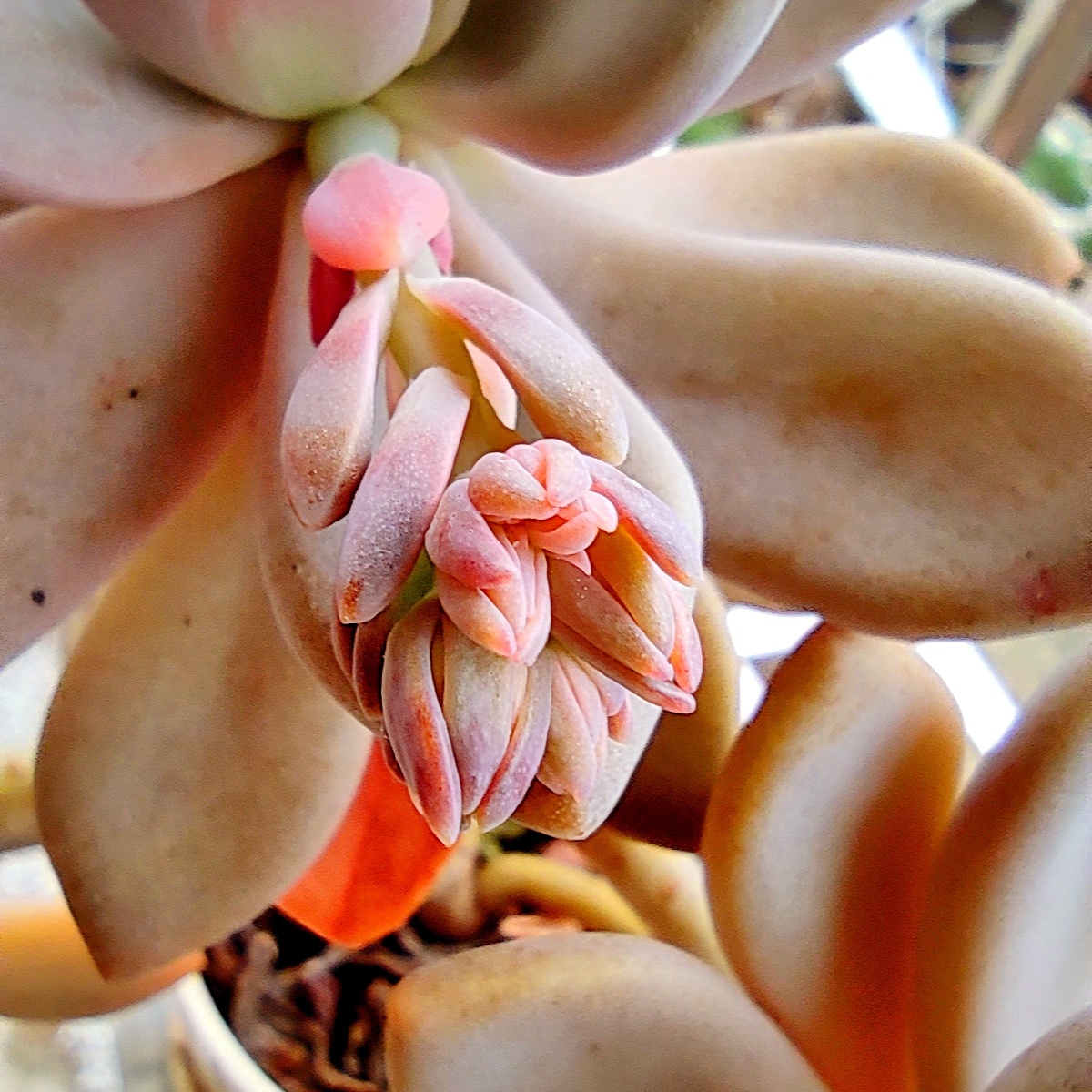 多肉紫乐开花手机拍