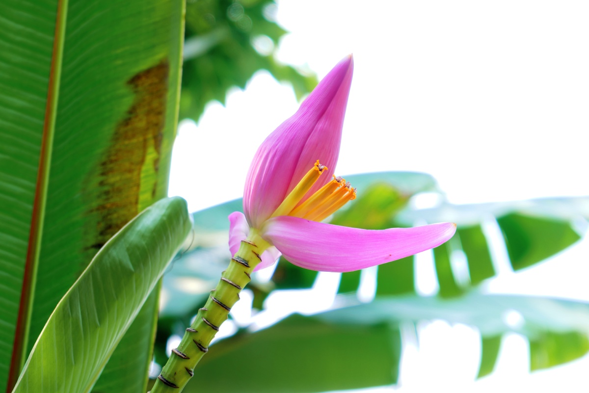 香蕉开花