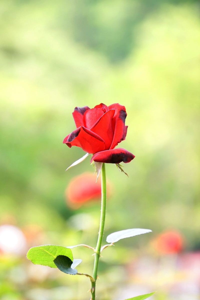 玫瑰花