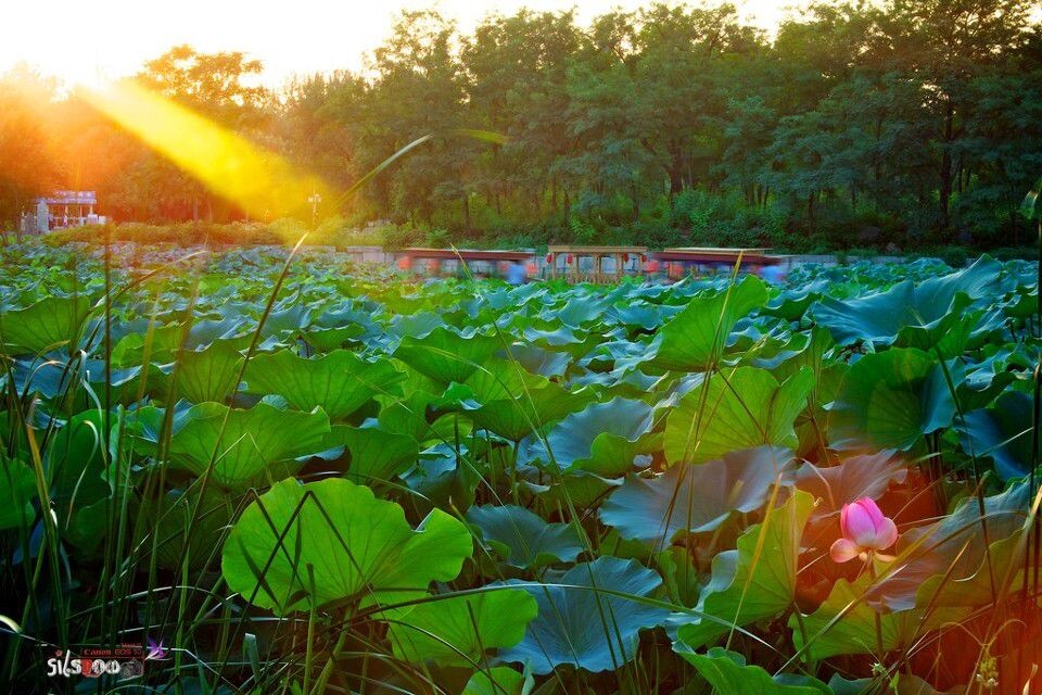 Yuanming Park<br />
