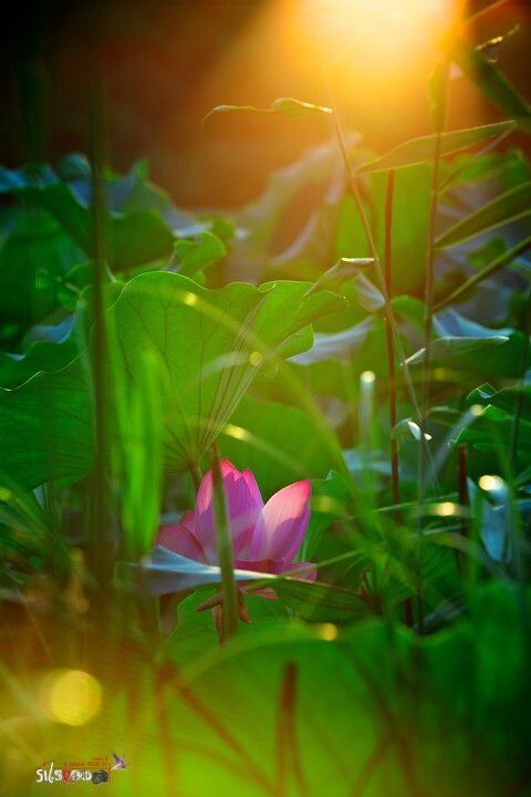 Yuanming Park<br />
