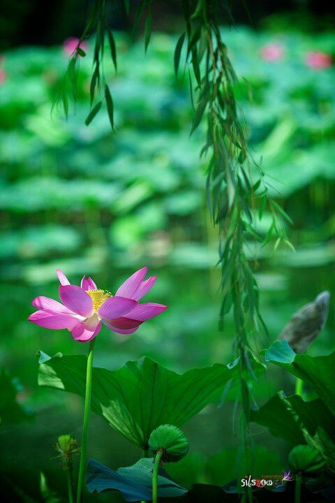 IMG_8574 (2)<br />

