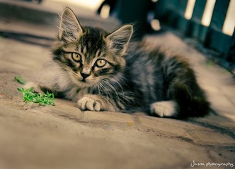 哈工大的小猫