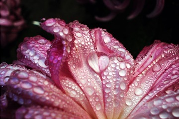 花露世界 牛悦 (1).JPG
