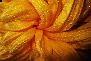 花露世界 牛悦 (5).jpg