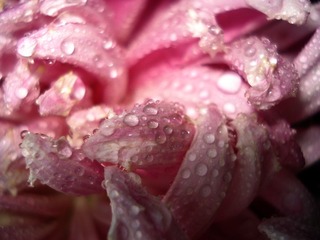 花露世界 牛悦 (6).JPG